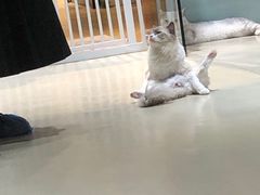 -藏猫猫咖啡主题馆(中央大道店)