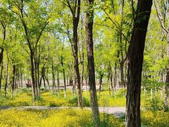 -西青郊野公园