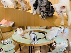 -CAT’S MEWSTAR CAFE·喵星球猫屋(晴湾咖啡店)