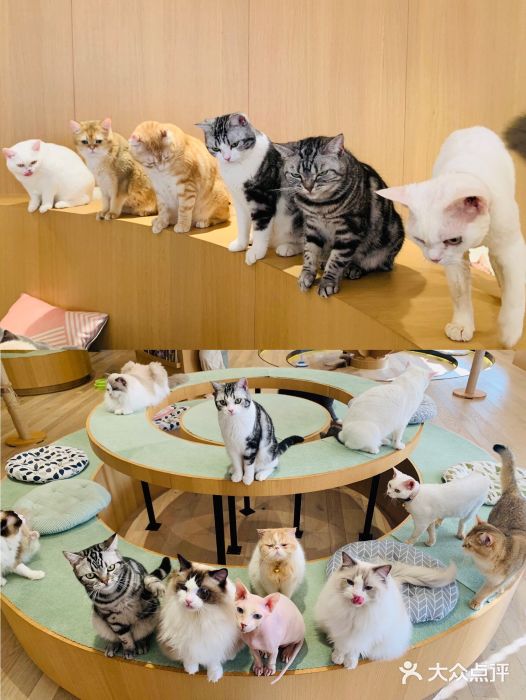 CAT’S MEWSTAR CAFE·喵星球猫屋(晴湾咖啡店)图片