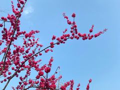 -顾村公园