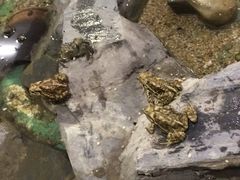 -上海大自然野生昆虫馆(东方明珠·爬宠昆虫探索中心)