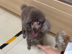 -宠福鑫康馨动物医院·骨科·眼科