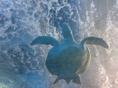 -太平洋海底世界