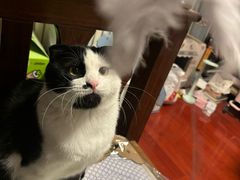 -心仪动物医院·牙专科·肿瘤·心脏科(西客站院)