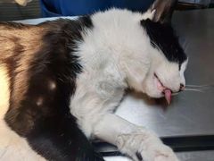 -小叮当动物医院·骨科·眼科