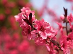 -上海市龙华烈士陵园