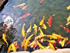 -罗红摄影艺术馆