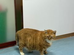 -良伴无忧宠物医院(泰欣嘉园店)