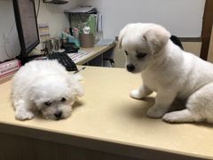 -宠颐生宠物医院外科·内科·皮肤科·影像科(石龙店)
