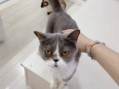 -喵的天空名猫咖啡馆·撸猫·猫舍·用品