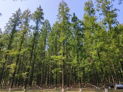 -黄海国家森林公园