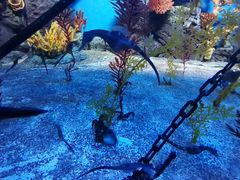 -上海海洋水族馆