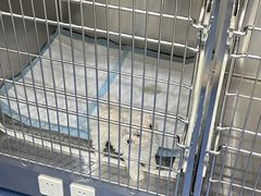 -佩兹宠物医院肿瘤专科·眼科·牙科(黄浦店)