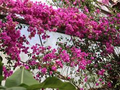 -呀路古热带植物园