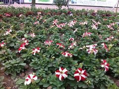 iphone_upload_pic-丹樱生态园