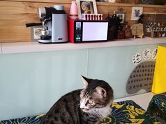 -平行世界·猫咖(首经贸店)
