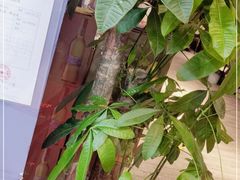 -风暴音乐烧烤串吧