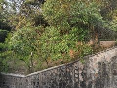 -中山市树木园