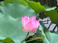 -荔湾湖公园