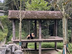 -中国大熊猫保护研究中心雅安碧峰峡基地