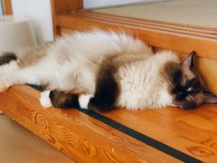 -猫在这儿猫咪咖啡馆·撸猫馆