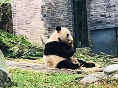-都江堰中华大熊猫苑