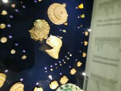 -青岛贝壳博物馆
