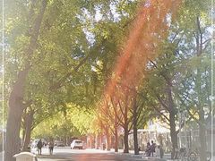 -三里屯东五街银杏大道