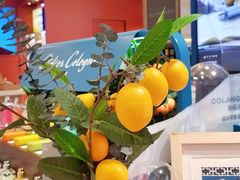 -DFS迪斐世(香港广东道店)