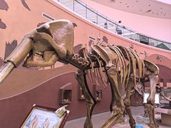 -陕西自然博物馆