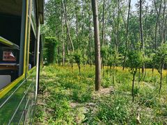 -合肥滨湖国家森林公园