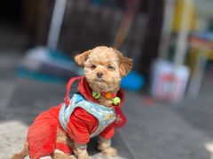 -张家港凤凰山景区恬庄古街
