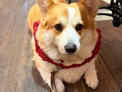 -肥朵食堂(带梦胡同店)