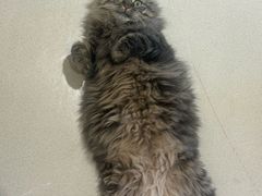 -藏猫猫咖啡主题馆(中央大道店)