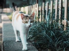 -西园寺