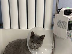 -纳吉亚猫专科动物诊疗中心(蒋宅口分院)