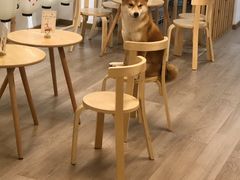 -柴迷FANS CLUB·柴犬狗咖·猫咖