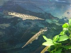 -沙沙哗啦海洋馆(华宇百花谷店)
