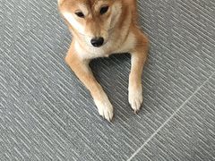 -柴源莊·柴小宠柴犬咖啡