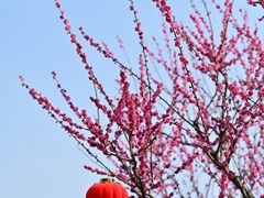 -莘庄梅园