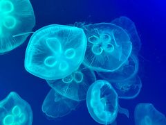 -成都浩海立方海洋公园