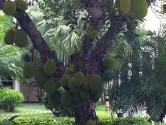 -三亚亚龙湾凯莱仙人掌度假酒店