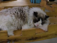 -猫小院猫主题咖啡厅(北锣店)