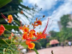 -曼听御花园