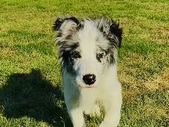 -趣玩宠物乐园寄养训犬训狗游泳池