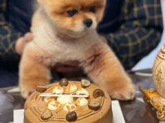 -良雪LANSOO低糖生日蛋糕(朝阳店)