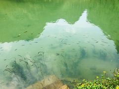-靖西鹅泉风景区