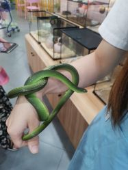 -Moni星球萌宠·小马宝莉·灵蛇·高端高阶全萌宠互动体验俱乐部(红豆国际广场店)