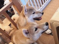 -豆柴町-柴犬主题狗咖(红鼎国际C座店)